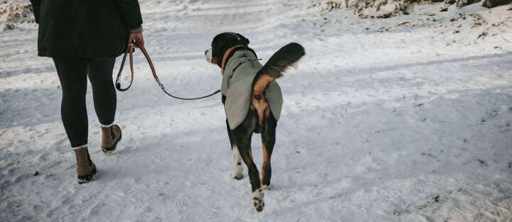 hund tragt hundemantel